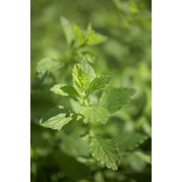 Zitronenmelisse_Pflanze_Wasserbauer 2.jpg