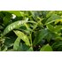 camelia sinensis_Pflanze.jpg | © SONNENTOR