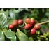 Photo of red coffee cherries.